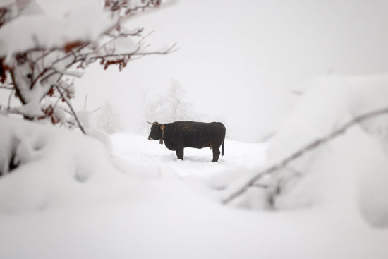 حيوان وسط الثلج
