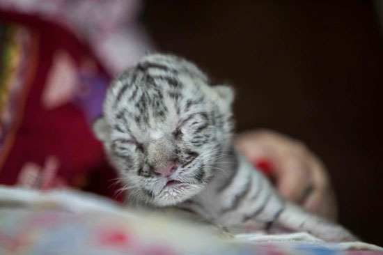 نيفي هو أول نمر أبيض يولد في نيكاراجوا