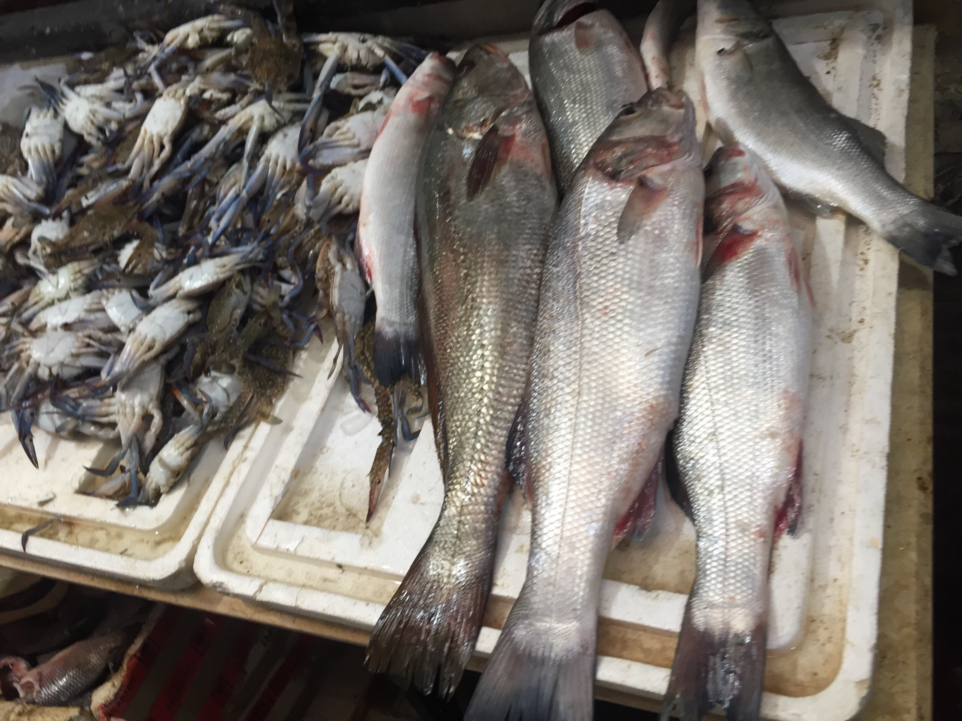 سوق الأسماك فى الإسماعيلية (4)