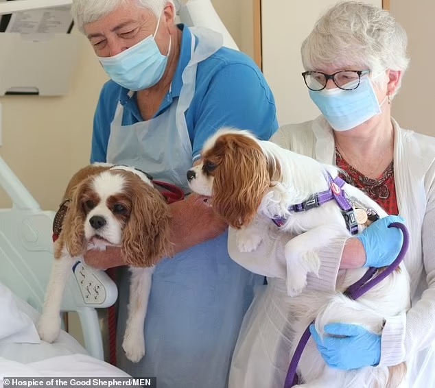 طاقم المستشفى ياخذ الكلاب للسيدة لتوديعها