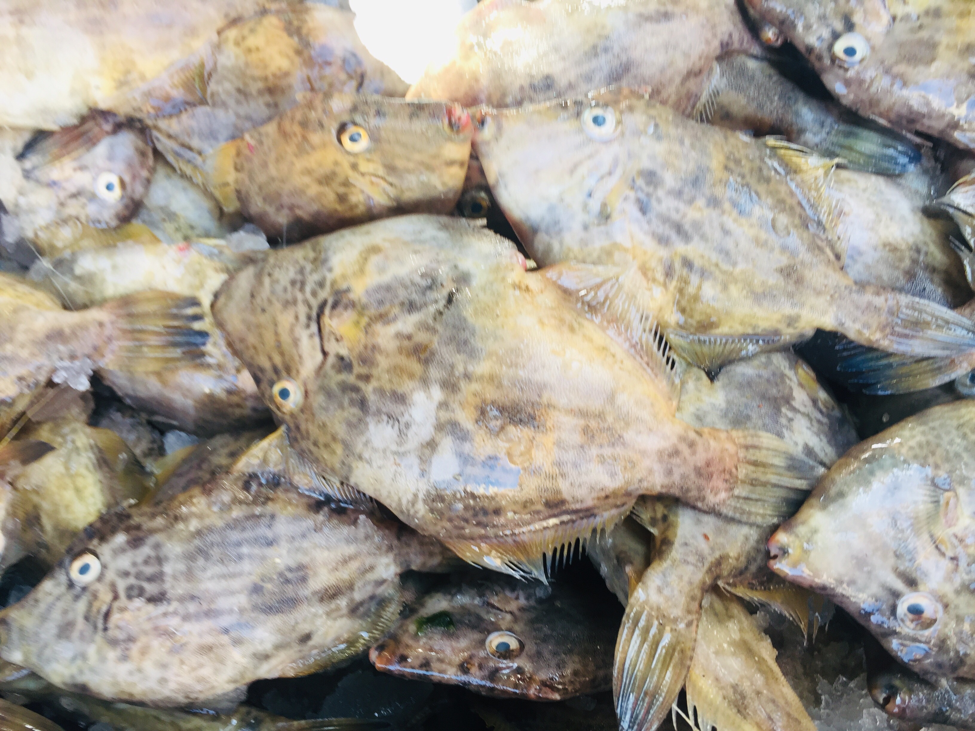 سوق بورسعيد للأسماك (7)