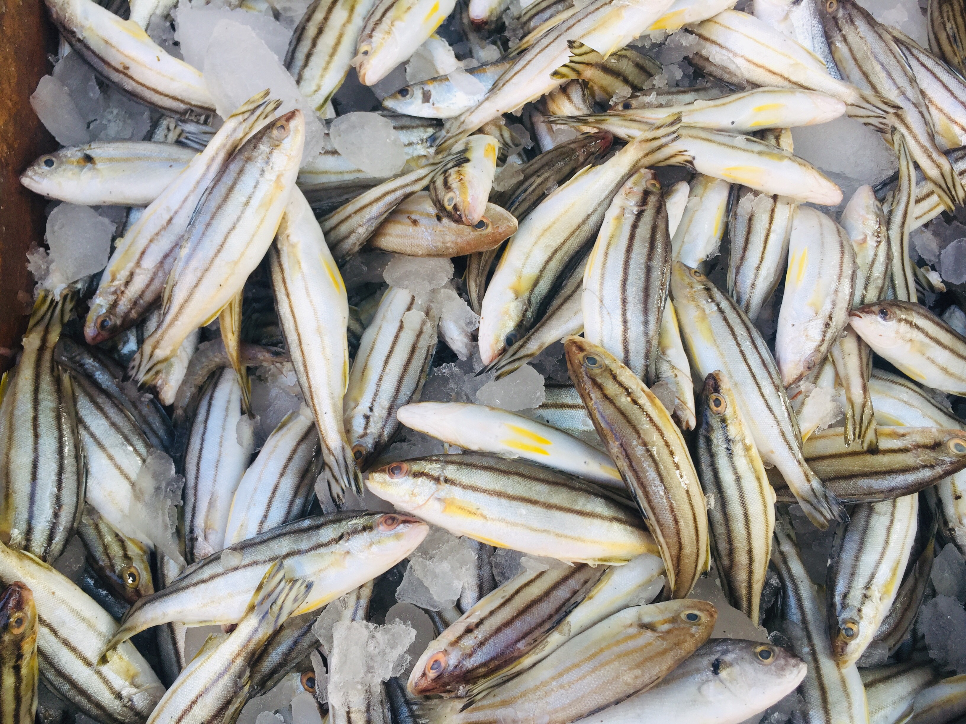 سوق بورسعيد للأسماك (6)