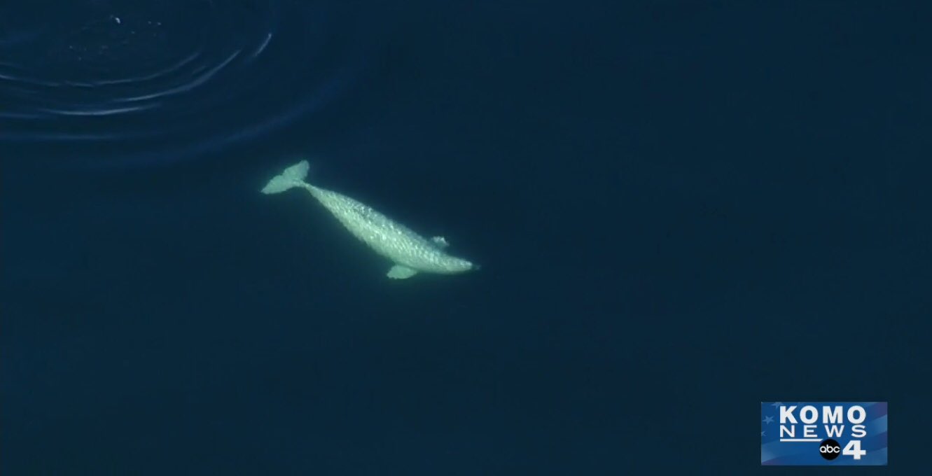 الحوت الابيض فى المحيط الهادئ