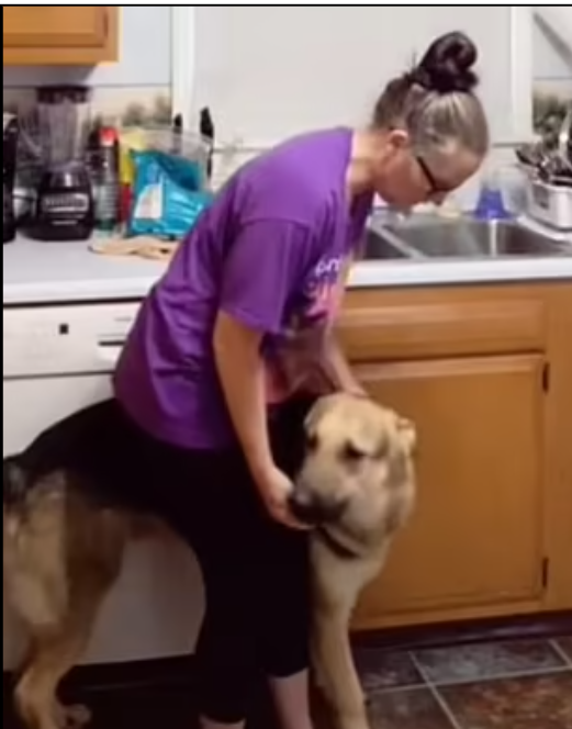 الكلب يساعد مالكته قبل سقوطها