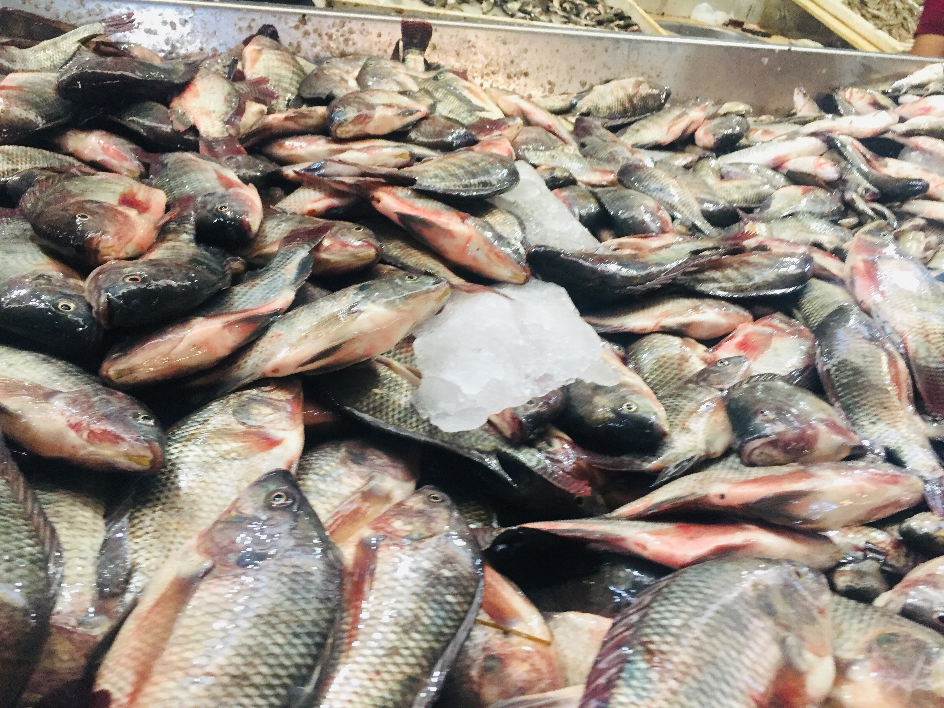إقبال على شراء الأسماك بالإسماعيلية (6)