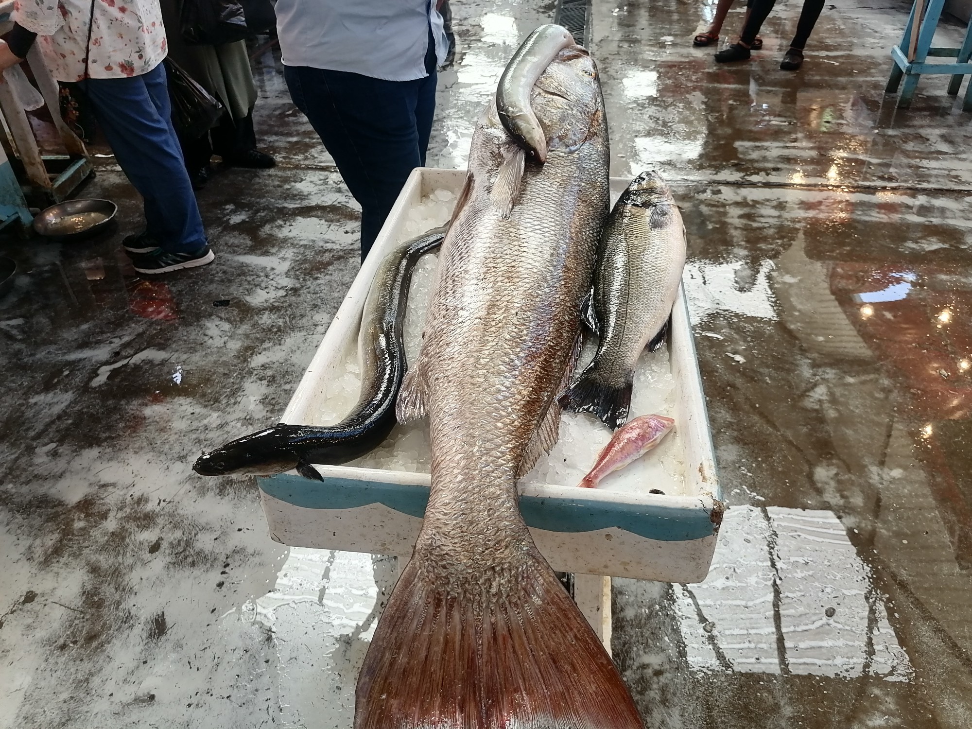 أكبر سمك لوت بسوق بورسعيد