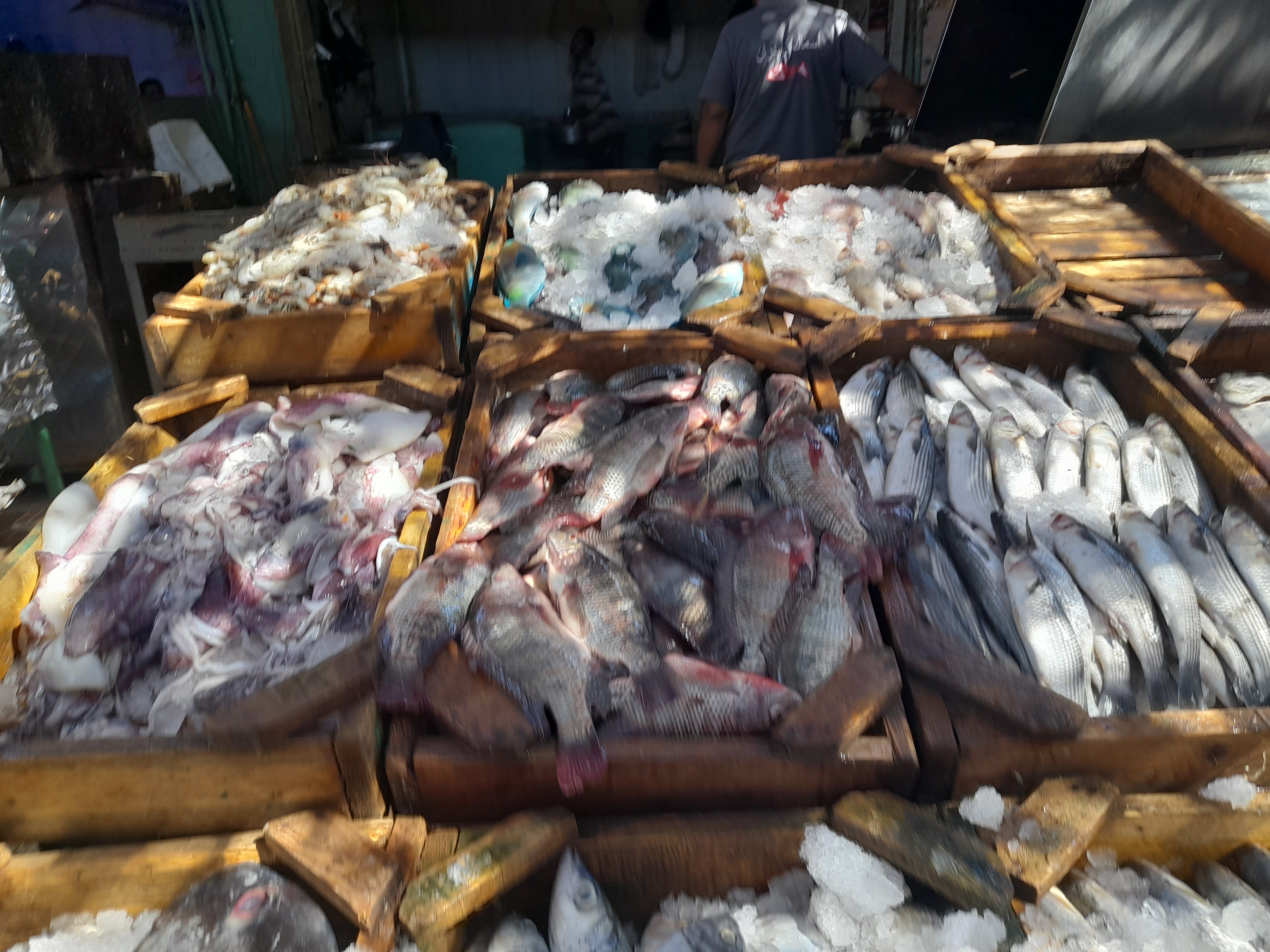 اسعار الأسماك فى البحر الاحمر (5)