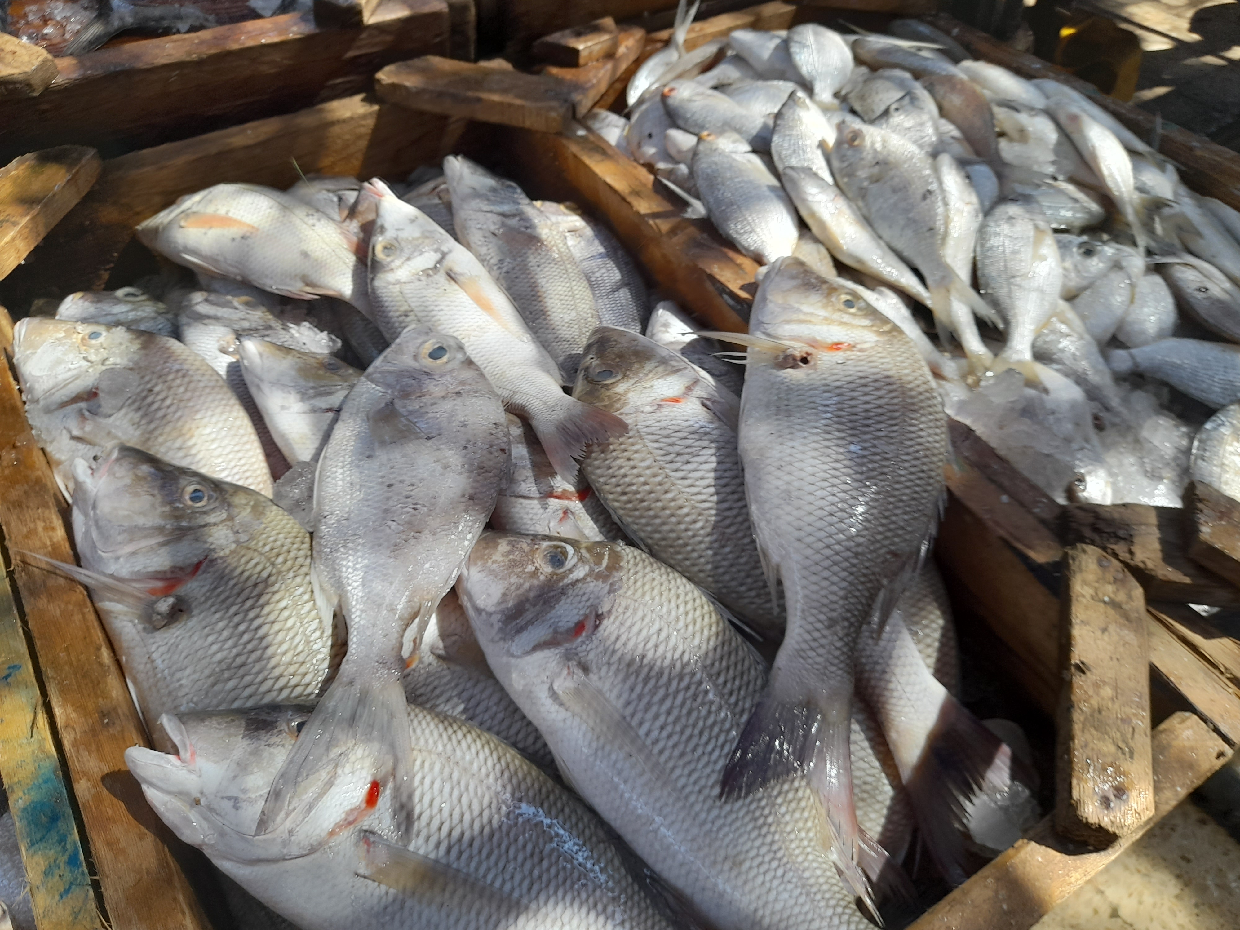 اسعار الأسماك فى البحر الاحمر (1)