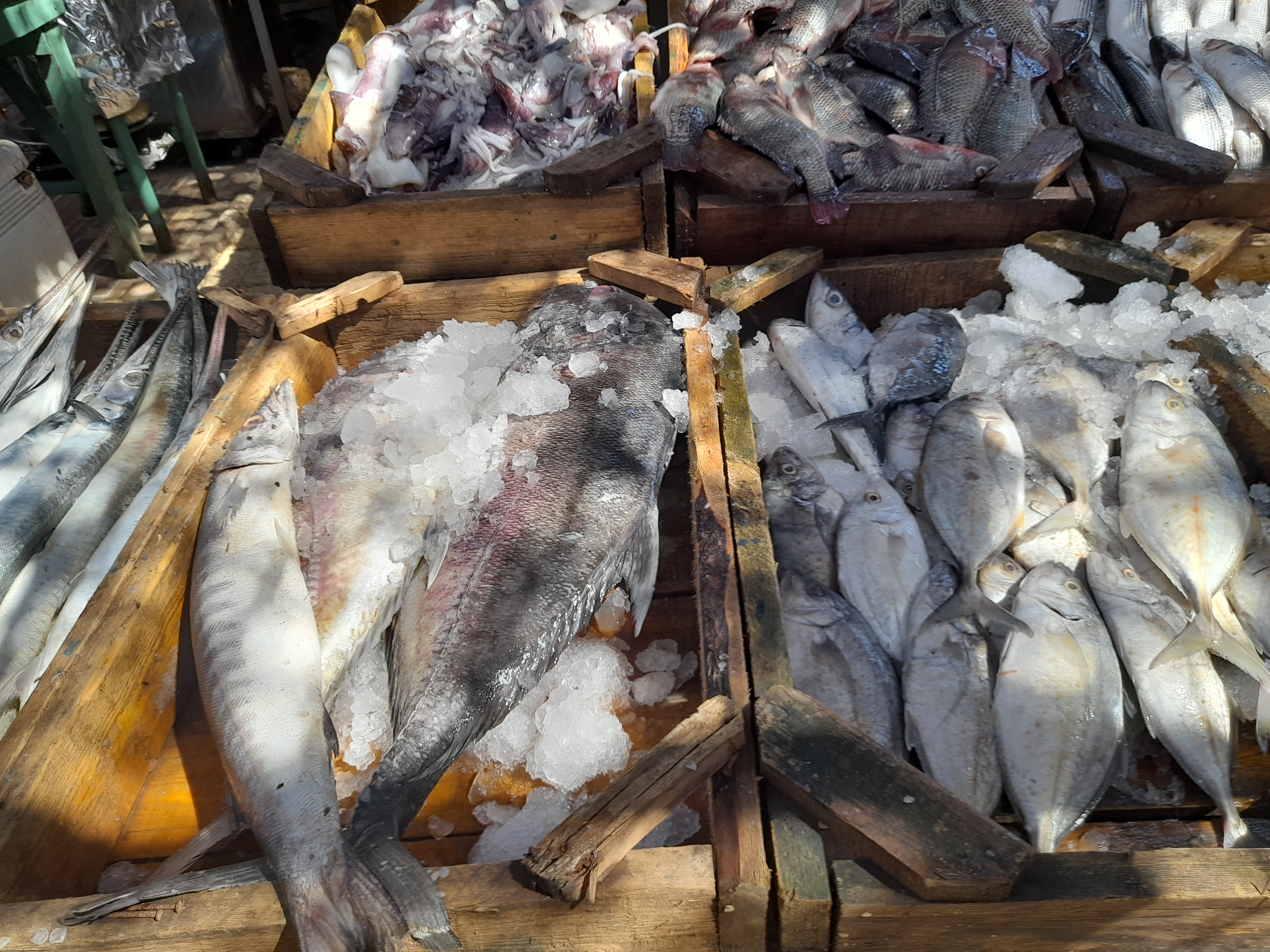 اسعار الأسماك فى البحر الاحمر (2)