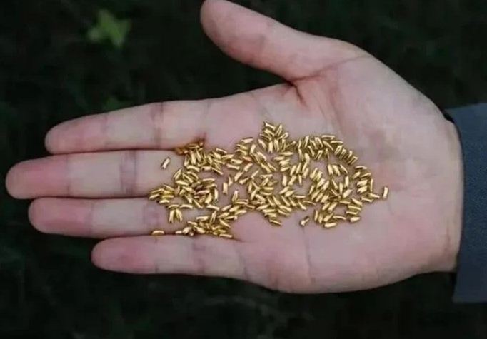 الذهب على شكل حبوب ارز