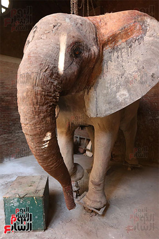 الفيلة نعيمة (3)