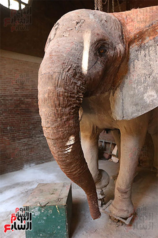الفيلة نعيمة (7)