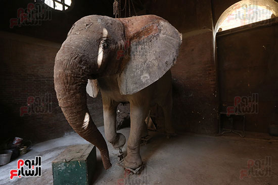 الفيلة نعيمة (16)