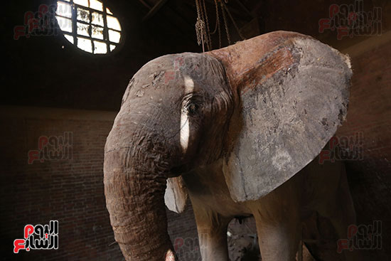 الفيلة نعيمة (15)