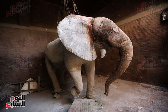الفيلة نعيمة (13)