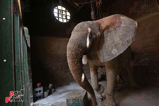 الفيلة نعيمة (14)