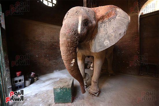 الفيلة نعيمة (2)