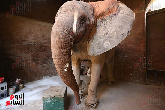 الفيلة نعيمة (6)