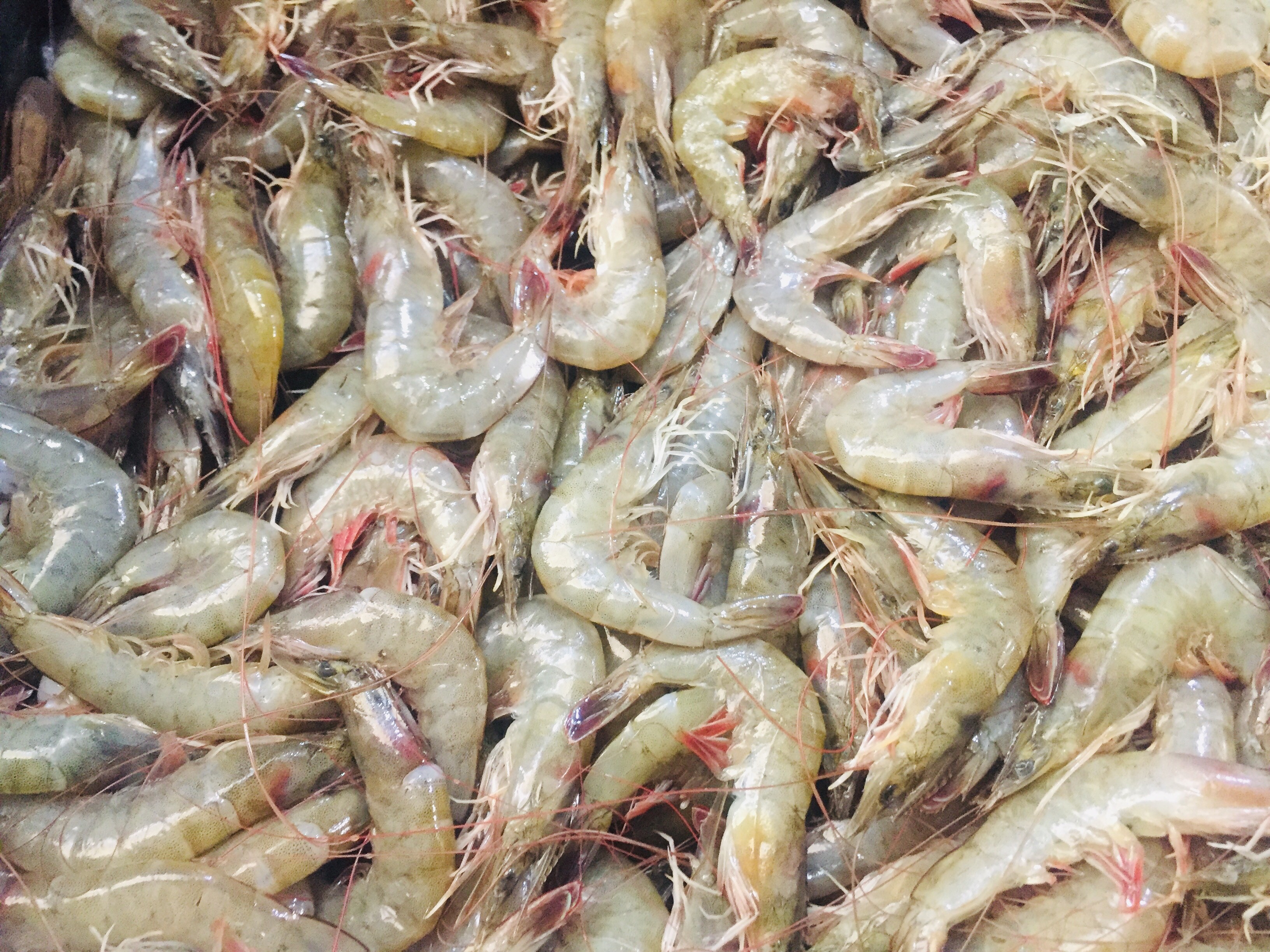 سوق السمك فى الاسماعيلية (7)