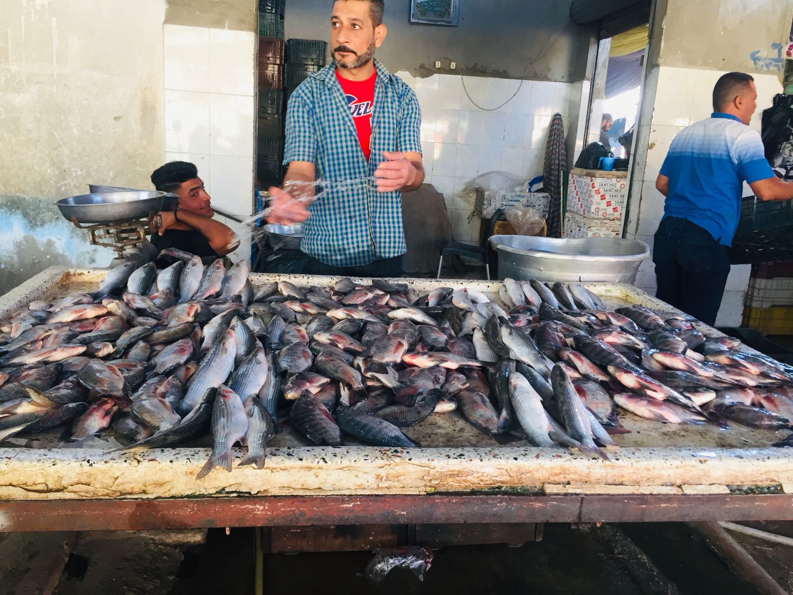 سوق الأسماك بالإسماعيلية (8)