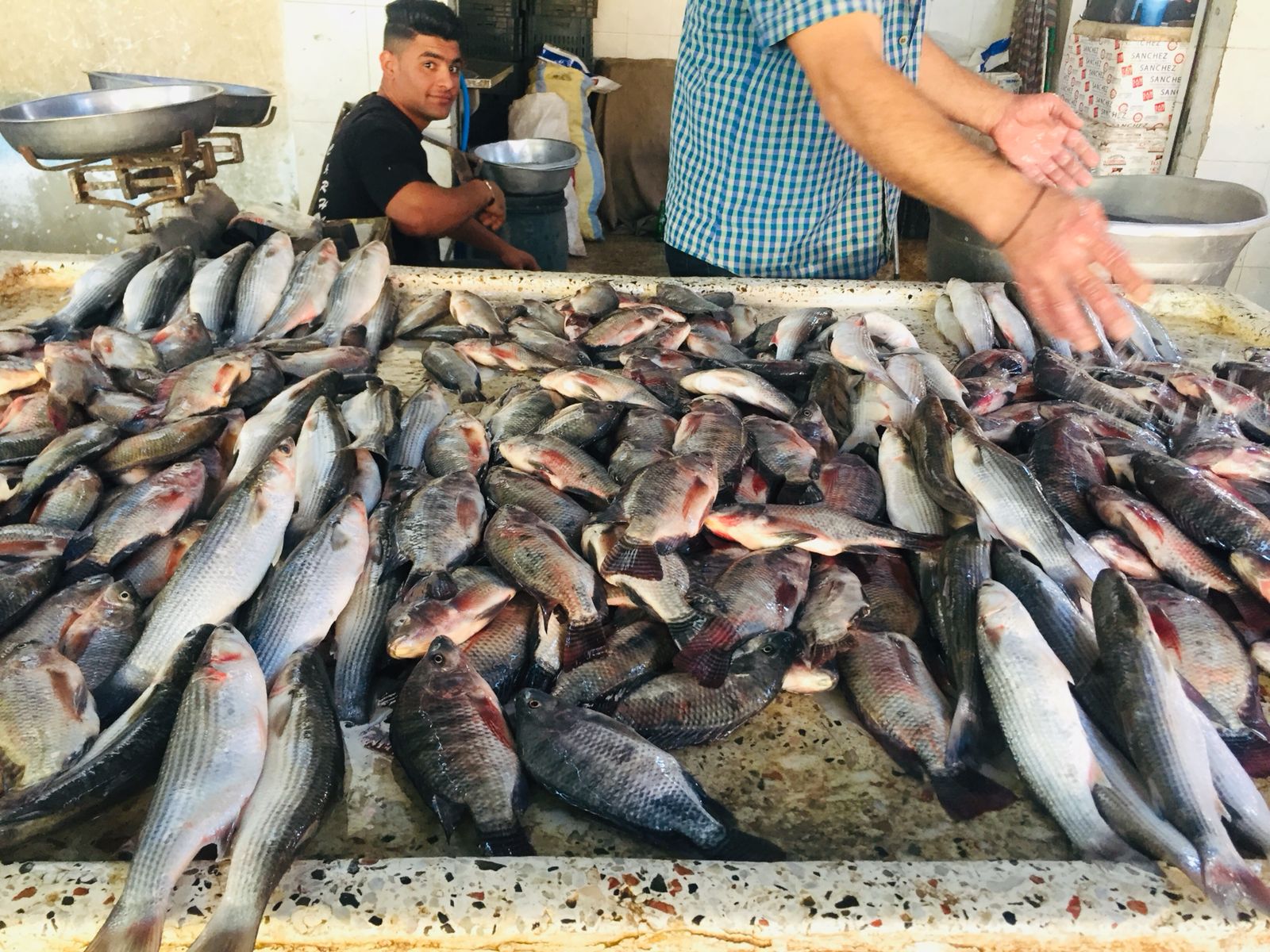 سوق الأسماك بالإسماعيلية (7)