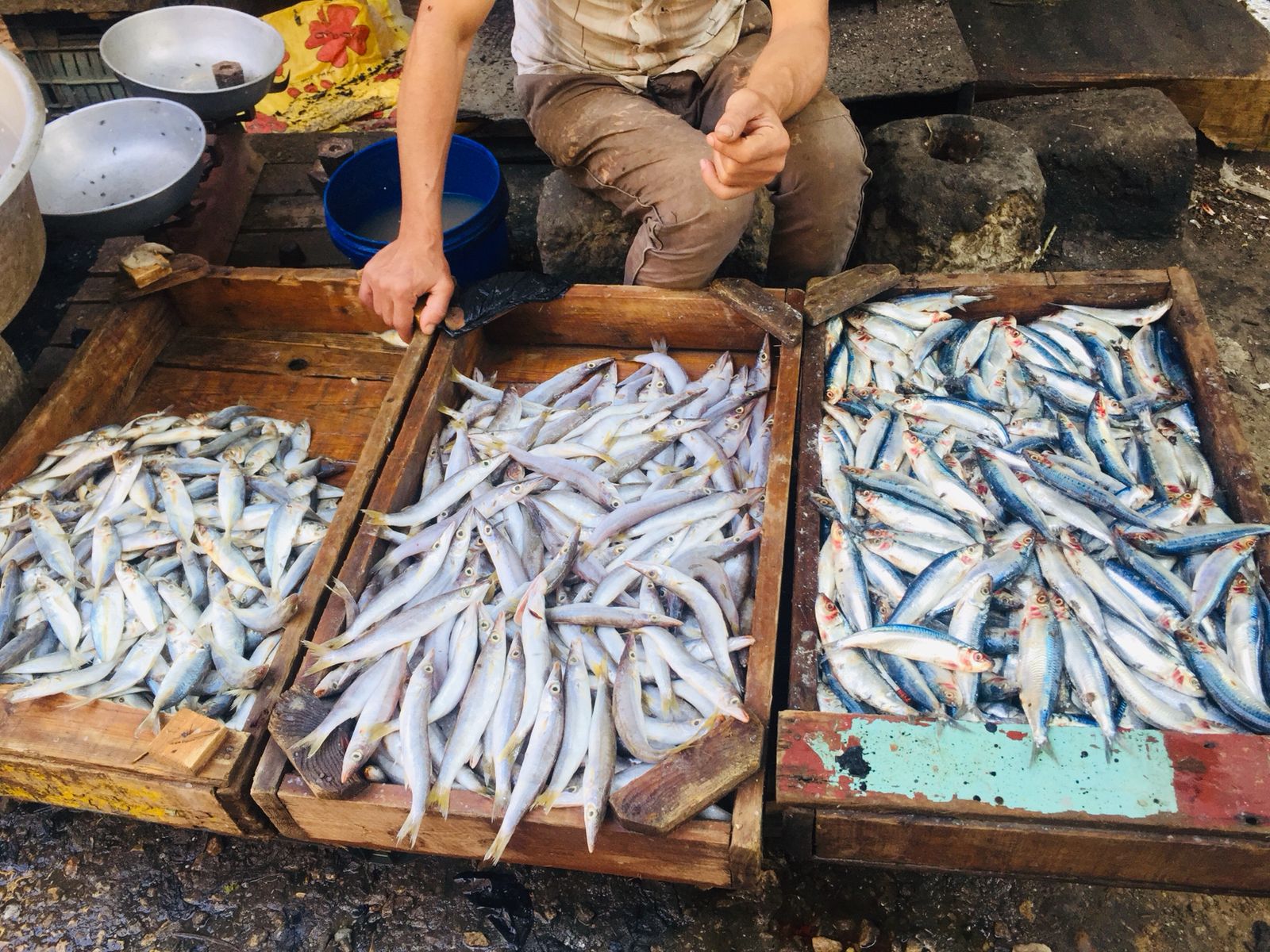 سوق الأسماك بالإسماعيلية (3)