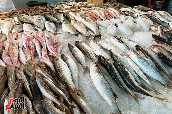 عرض-الأسماك-في-سوق-بورسعيد