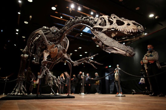 53690-ديناصور-من-نوع-الألوصور