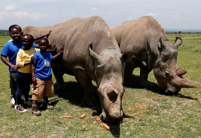 التقاط صور مع أخر اناث وحيد القرن الأبيض