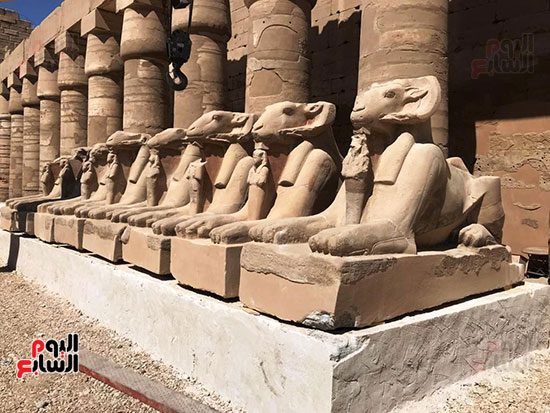 عمليات-وضع-الكباش-بالمصاطب عمليات-وضع-الكباش-بالمصاطب