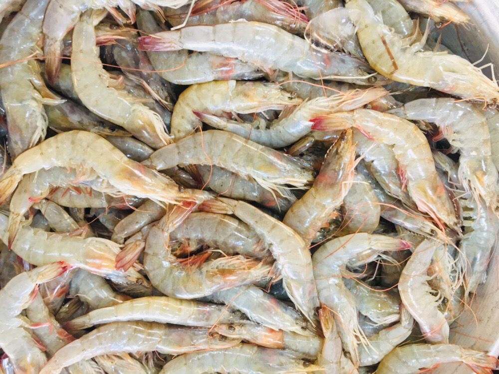 سوق الأنصارى للأسماك بمحافظة السويس (7)