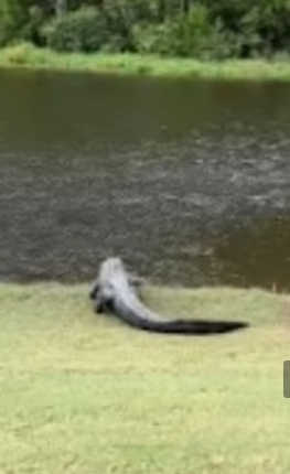 التمساح يعود للبحيرة