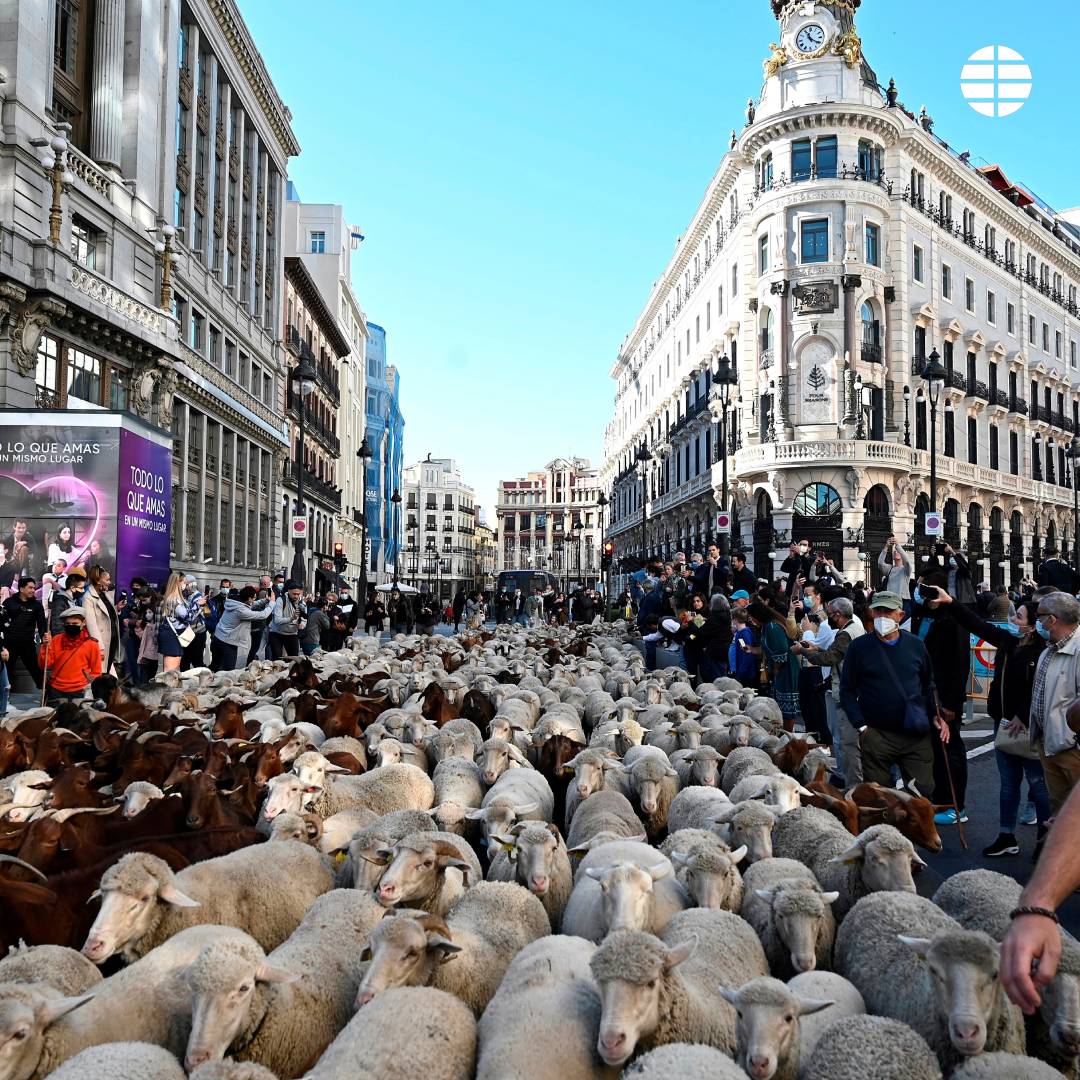 آلاف الأغنام يتجولون فى شوارع مدريد