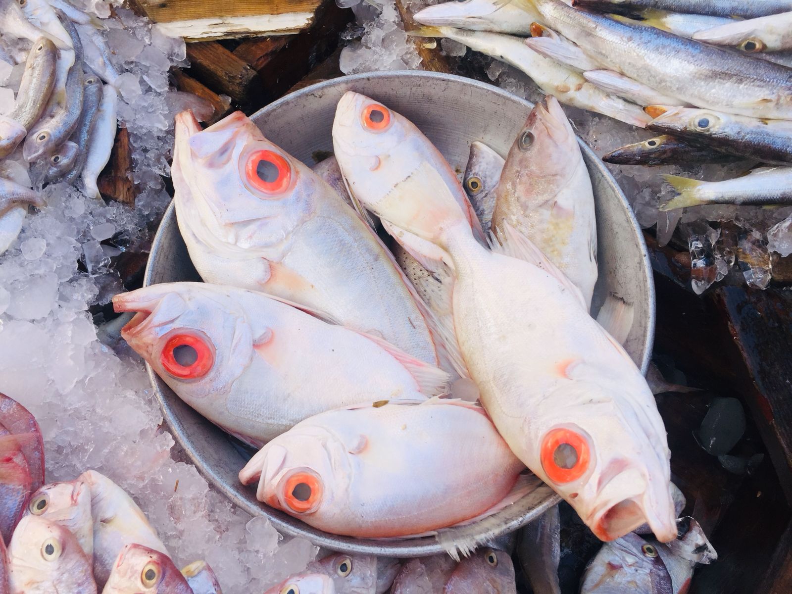 سوق الأنصارى للأسماك بمحافظة السويس (9)