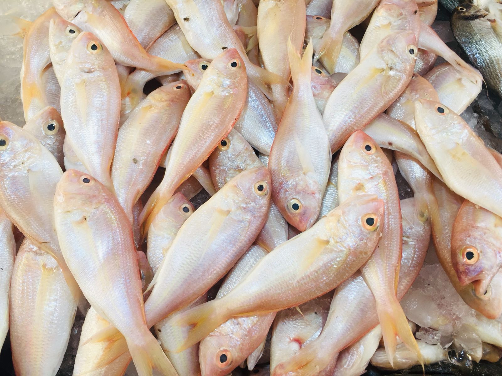 سوق الأنصارى للأسماك بمحافظة السويس (13)