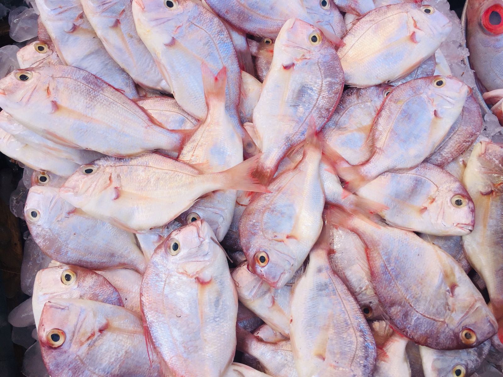 سوق الأنصارى للأسماك بمحافظة السويس (6)