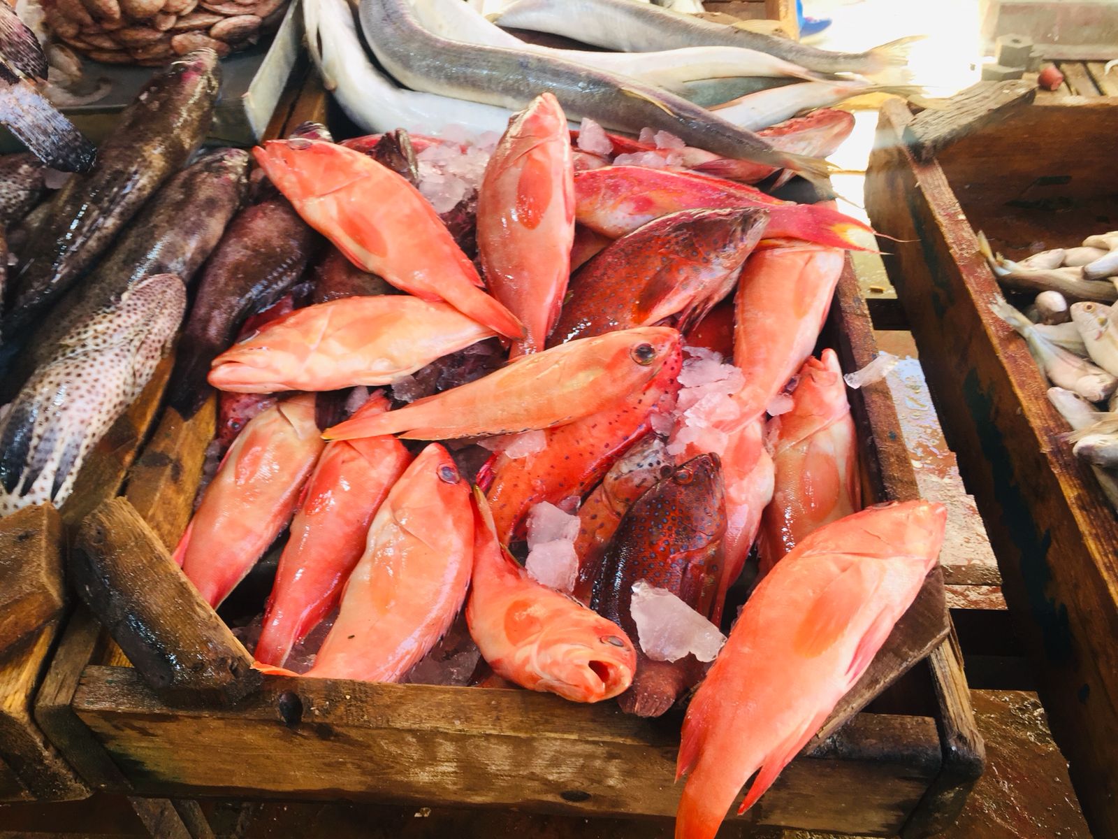سوق الأنصارى للأسماك بمحافظة السويس (1)