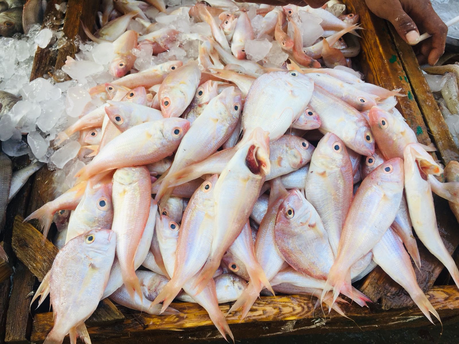 سوق الأنصارى للأسماك بمحافظة السويس (4)