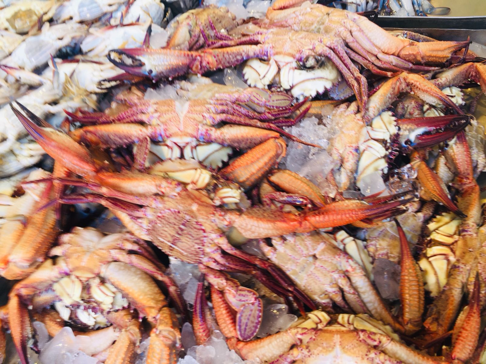سوق الأنصارى للأسماك بمحافظة السويس (8)