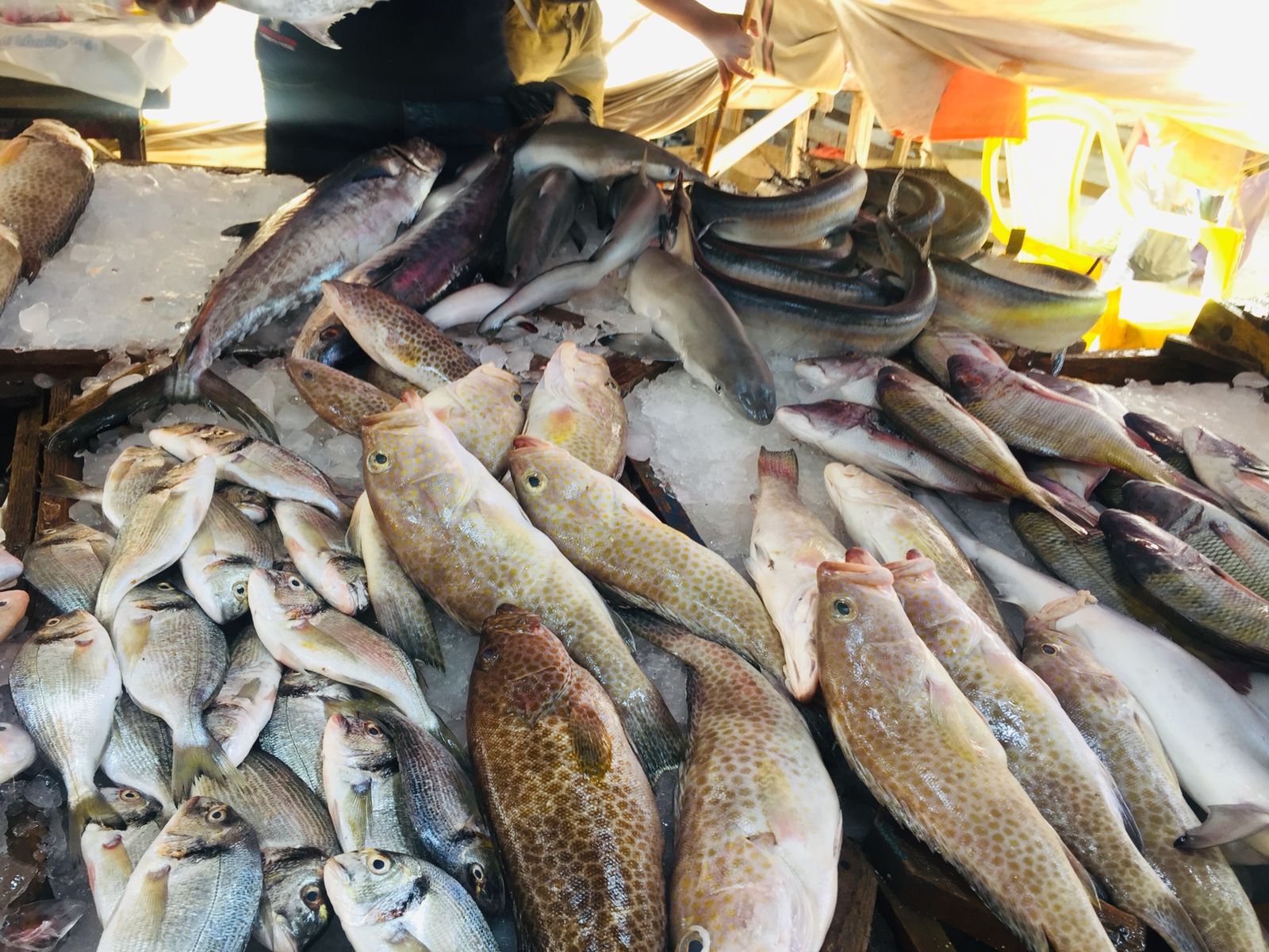 سوق الأنصارى للأسماك بمحافظة السويس (16)