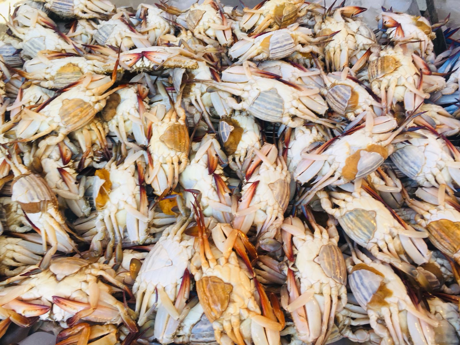 سوق الأنصارى للأسماك بمحافظة السويس (2)