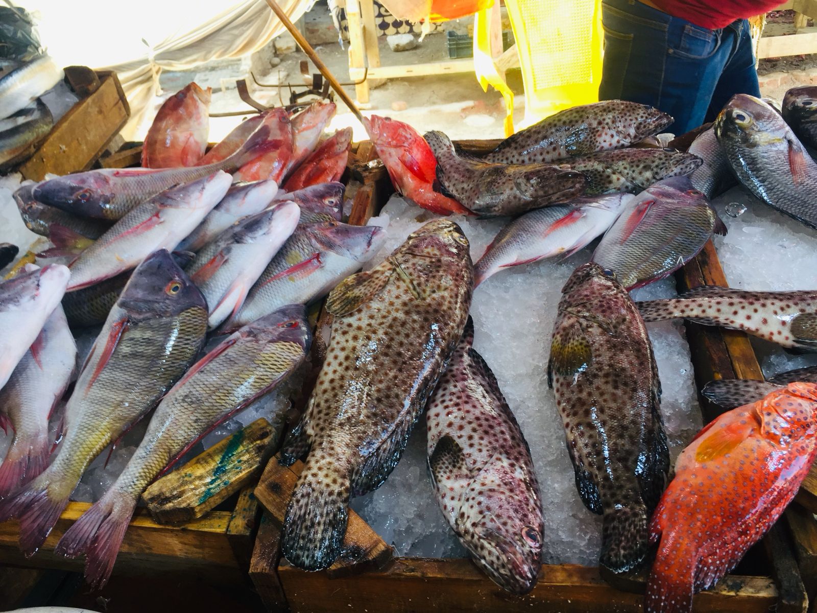 سوق الأنصارى للأسماك بمحافظة السويس (15)