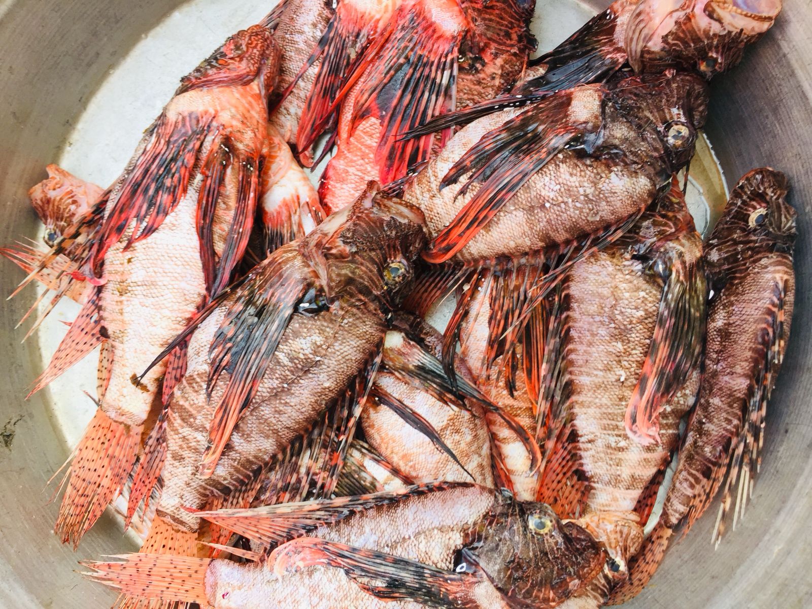 سوق الأنصارى للأسماك بمحافظة السويس (11)