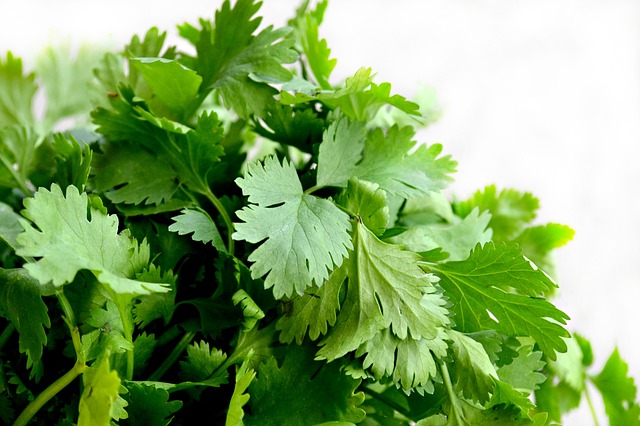 cilantro-1287301_640