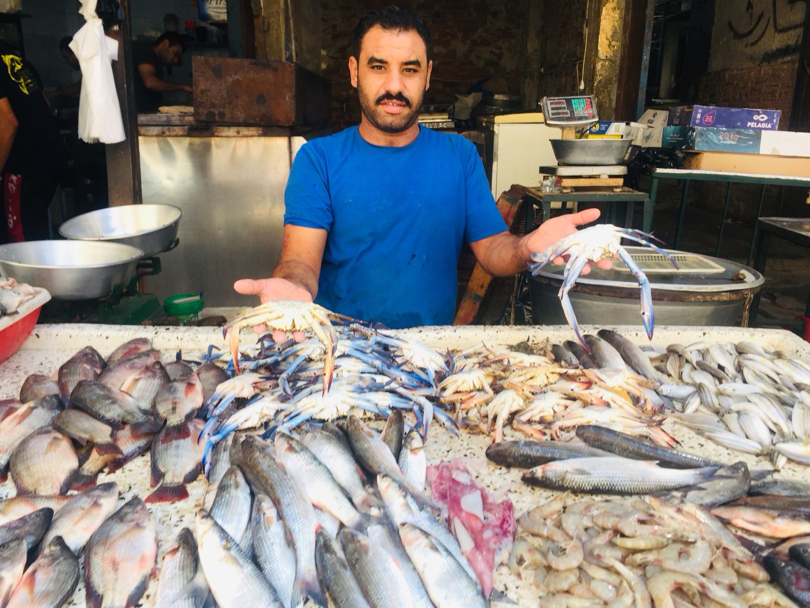 سوق الأسماك بالإسماعيلية (4)