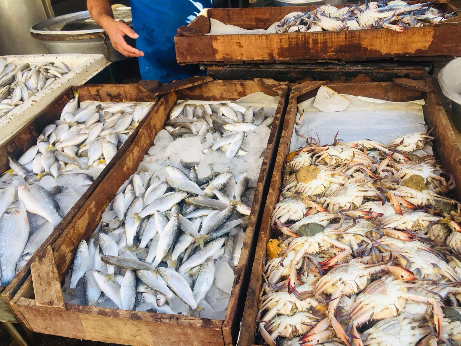 سوق الأسماك بالإسماعيلية (6)