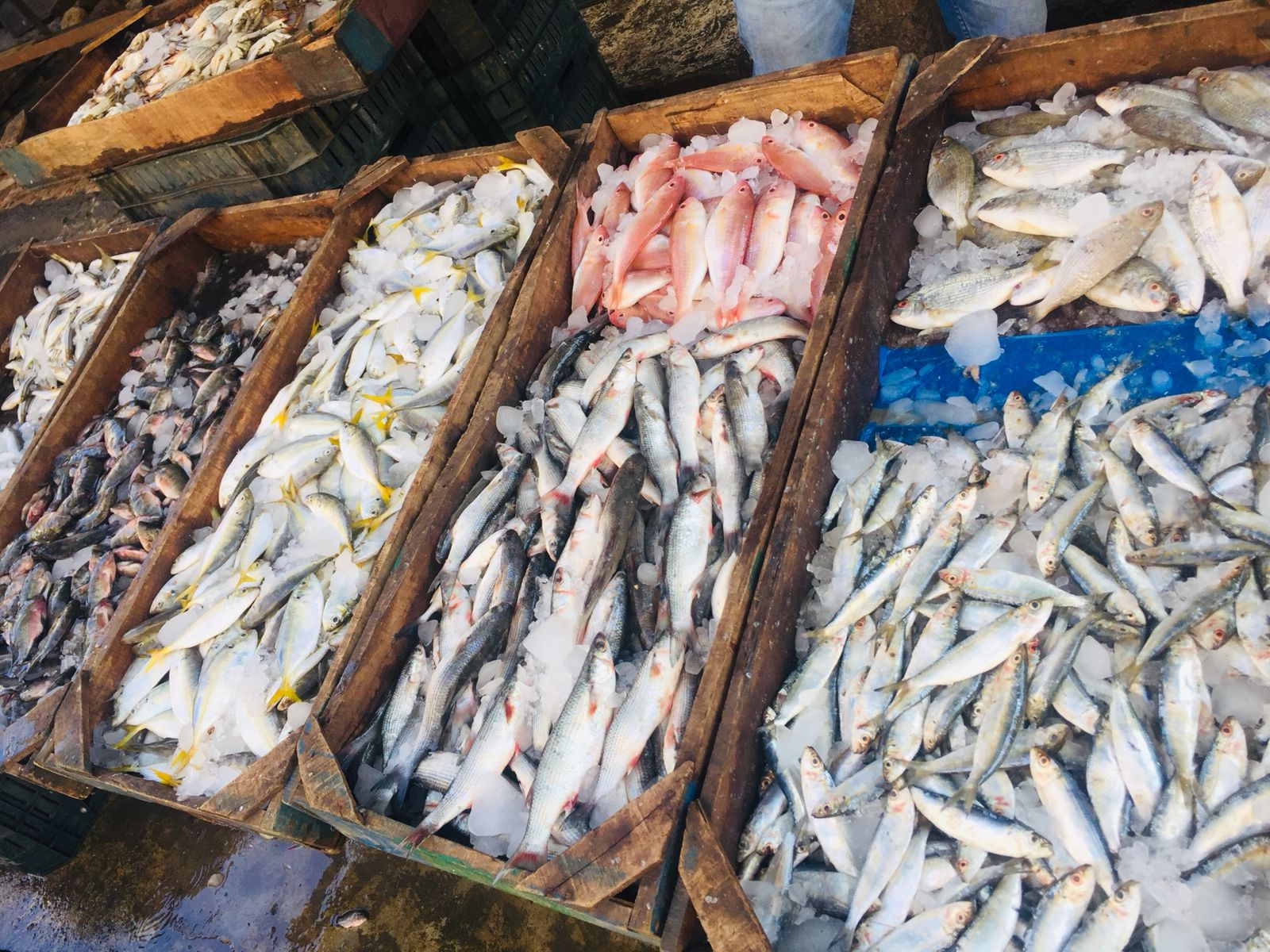 سوق الأسماك بالإسماعيلية (1)