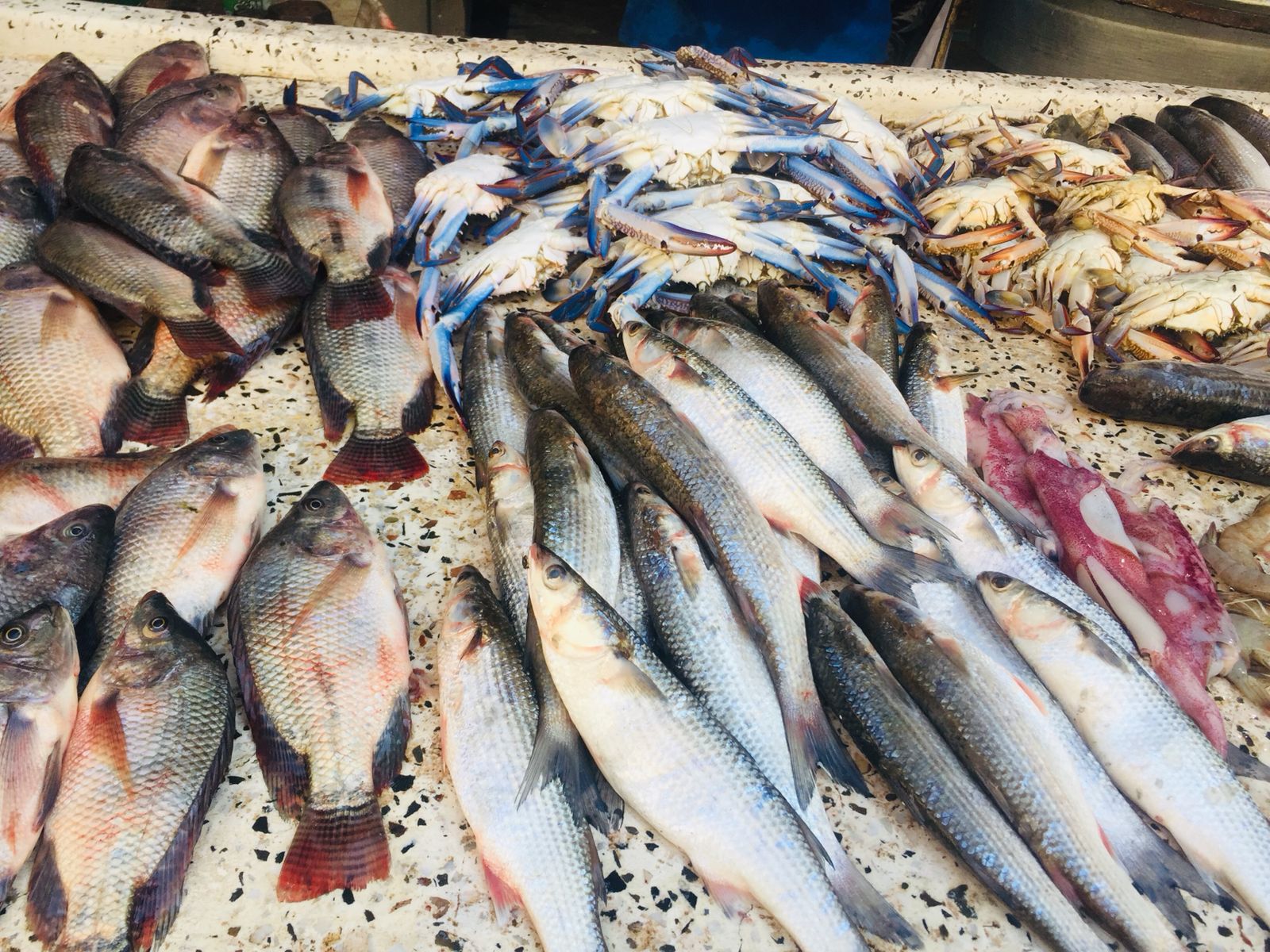 سوق الأسماك بالإسماعيلية (2)