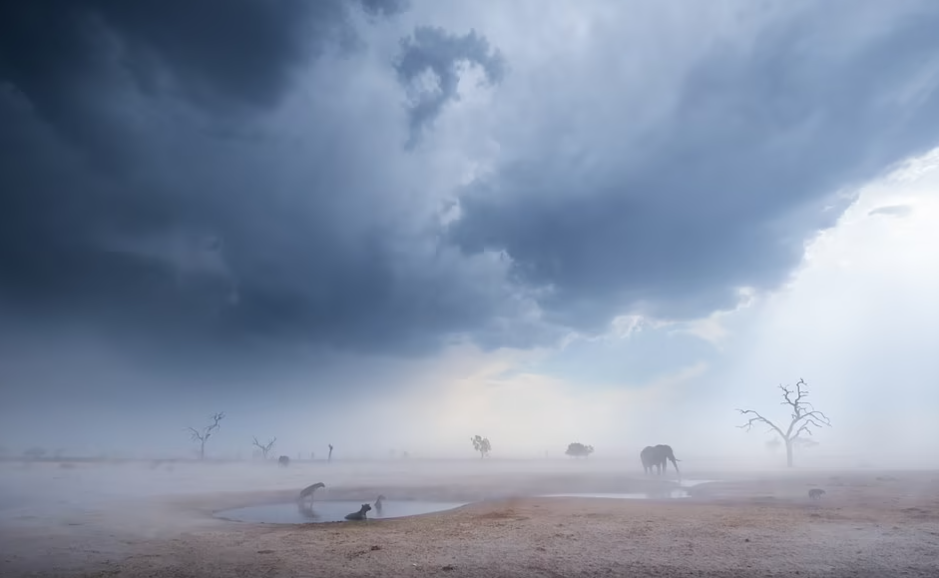 ظهر ثلاثة ضباع وابن آوى وفيلان يتحملان عاصفة رملية في حديقة تشوبي الوطنية في بوتسوانا