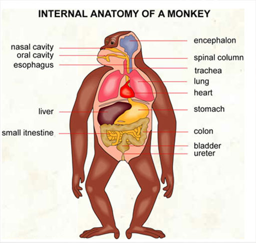 التشريح الداخلى لأعضاء جسم القرد